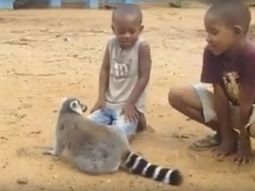 video: un carinoso lemur pide que no lo dejen de acariciar video: un carinoso lemur pide que no lo dejen de acariciar