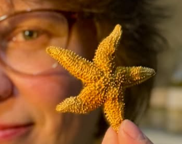Lo que siempre quisiste saber sobre las estrellas de mar y no te animaste a preguntar