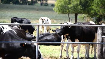 Arabia Saudita autorizó la importación de leche y subproductos lácteos desde Uruguay. Arabia Saudita autorizó la importación de leche y subproductos lácteos desde Uruguay.