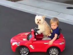 Juntos a la par: una perra lleva a pasear a un nene