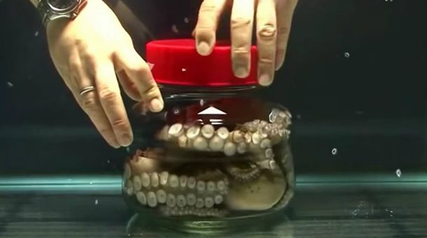 Esto pasa cuando encierran a un pulpo en un frasco con tapa a rosca
