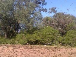 La invasión de langostas también llegó a Salta
