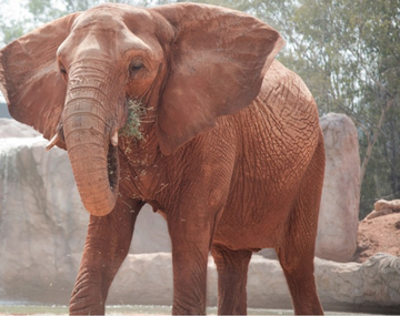 Un elefante tiró una piedra y mató a una nena de 7 años
