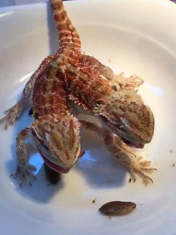 VIDEO: Una lagartija de dos cabezas come cucarachas
