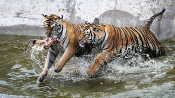 discutio con una amiga en un zoologico, salio del auto y la mato un tigre discutio con una amiga en un zoologico, salio del auto y la mato un tigre