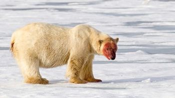 una manada de osos polares cerco a cientificos rusos una manada de osos polares cerco a cientificos rusos