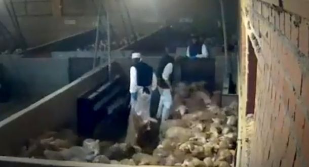 España: denuncian maltrato a animales en un matadero