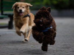 Titán y Brownie, los perros que acompañan a chicos y adolescentes víctimas de delitos