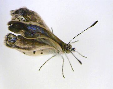 Confirman que hay mariposas mutantes en Fukushima