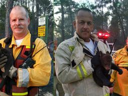 unos bomberos rescataron a una cria de oso de un incendio forestal unos bomberos rescataron a una cria de oso de un incendio forestal