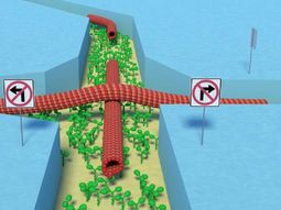 Llegó la biocomputadora Llegó la biocomputadora