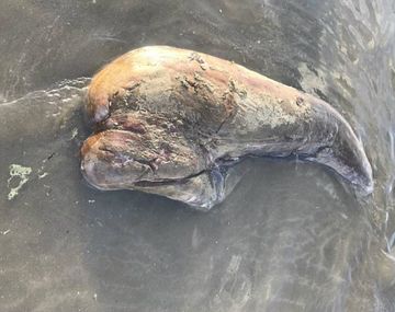 La mujer encontró los despojos en una playa de Queensland, Australia