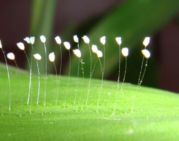 Una misteriosa flor que crece cada 3000 años vuelve a brotar en la Tierra
