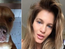 liz solari se ofrecio a adoptar a la pitbull que ataco a un animal liz solari se ofrecio a adoptar a la pitbull que ataco a un animal