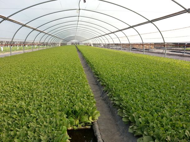 ¿Qué cigarrillo querés, el barato o el caro?: el mercado ilegal del tabaco