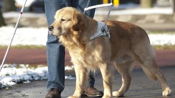 sancionan a un taxista que se nego a llevar a un hombre ciego con su perro lazarillo sancionan a un taxista que se nego a llevar a un hombre ciego con su perro lazarillo