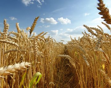El Gobierno asegura que será más negocio producir maíz que soja