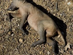 Chupacabras1 Chupacabras1