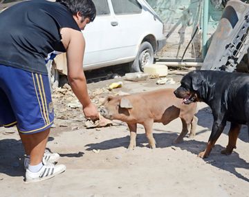 Todo un barrio movilizado por un chancho