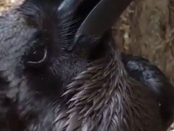 ¿Cuervo o conejo? El viral del momento