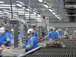 México habilitó a Uruguay a volver a exportar carne bovina y ovina luego de tres años. México habilitó a Uruguay a volver a exportar carne bovina y ovina luego de tres años.