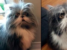 La imagen de un animal llenó de dudas a los usuarios en Twitter. La imagen de un animal llenó de dudas a los usuarios en Twitter.