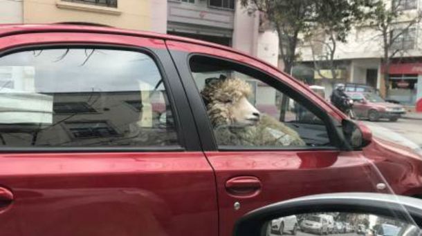 El misterio del hombre que pasea en su auto con una oveja