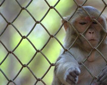 Un mono fue encarcelado por ladrón