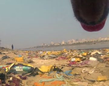 Mirá cómo ve el mundo un perro callejero