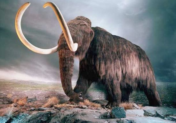 Mamut 2