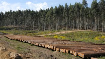 el bcu autorizo la emision de un fideicomiso forestal por u$s 55,5 millones el bcu autorizo la emision de un fideicomiso forestal por u$s 55,5 millones