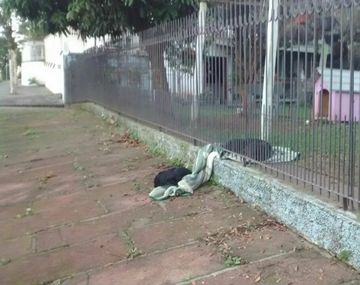 La cachorra no dejó desamparado a su amigo