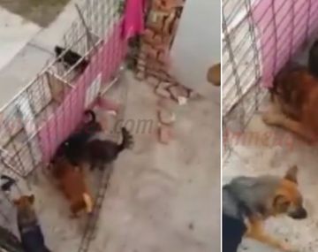 Macabro: perros en estado de abandono se matan entre sí