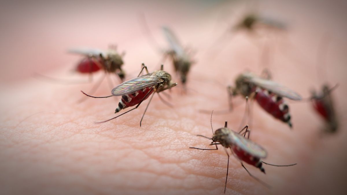 Una invasión de mosquitos azota a Buenos Aires: aclaran que no transmiten  dengue