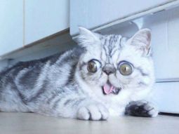 Herman, el gato que ya es una celebridad