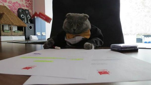 Un gato fue nombrado gerente de una empresa en Rumania