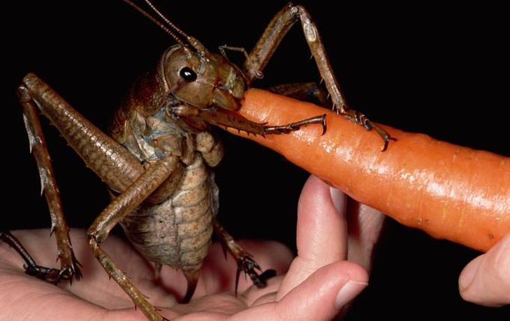 Insecto más grande del mundo 1