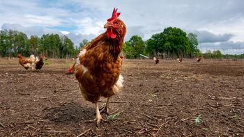 El avance de la gripe aviar en Uruguay preocupa al Ministerio de Ganadería, Agricultura y Pesca (MGAP). El avance de la gripe aviar en Uruguay preocupa al Ministerio de Ganadería, Agricultura y Pesca (MGAP).