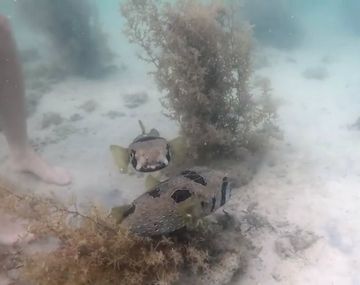 Pez se negó a dejar a su amigo