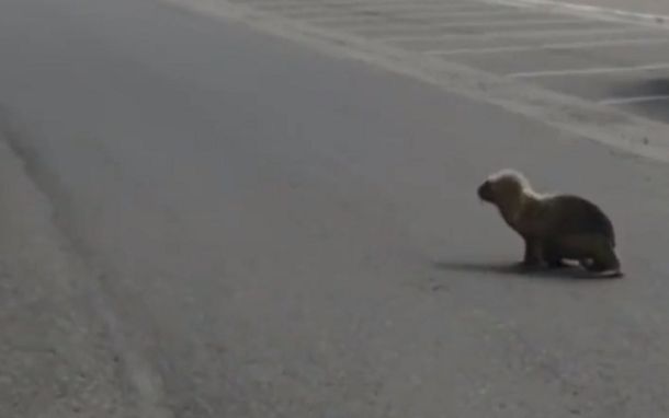 Un lobo marino, desorientado en la calle por las ráfagas de viento