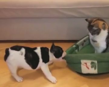 Un bulldog francés lucha contra una gata invasora por recuperar su cucha