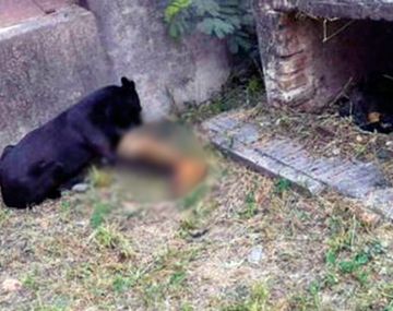 El cementerio del horror: perros se comen cadáveres