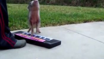 video: una cerdita se convirtio en una estrella del pop video: una cerdita se convirtio en una estrella del pop