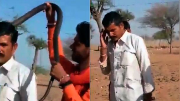 Un hombre murió tras ser mordido por una cobra en la India