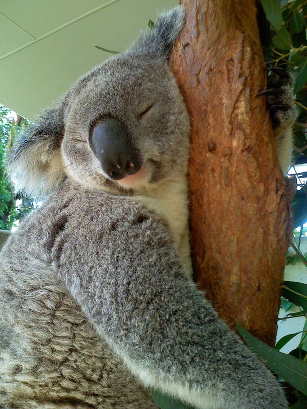 Revelan el misterio de por qué los koalas se abrazan de los troncos de los árboles