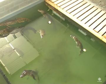 Como mascotas tenía 150  cocodrilos