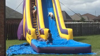 un perro fanatico del tobogan de agua un perro fanatico del tobogan de agua