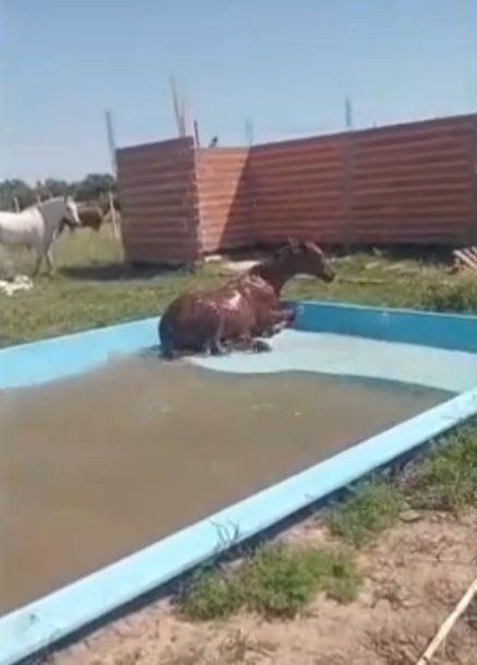 Indignación en Los Hornos: un caballo se les metió en la pileta y se la rompió toda