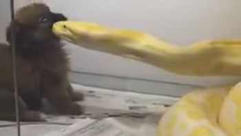 horror: le dio de comer un cachorrito a una piton horror: le dio de comer un cachorrito a una piton