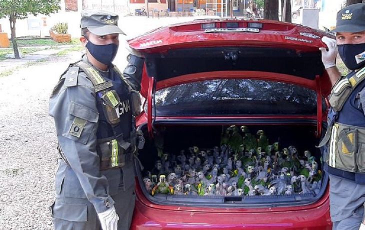 Santiago del Estero: rescataron más de 200 loros habladores en el baúl de un auto